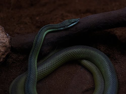 Бесплатное стоковое фото с ветвь, зеленая змея, змея
