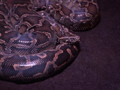 A detailed close-up of an Indian Python coiled on the ground, showcasing its intricate patterns.