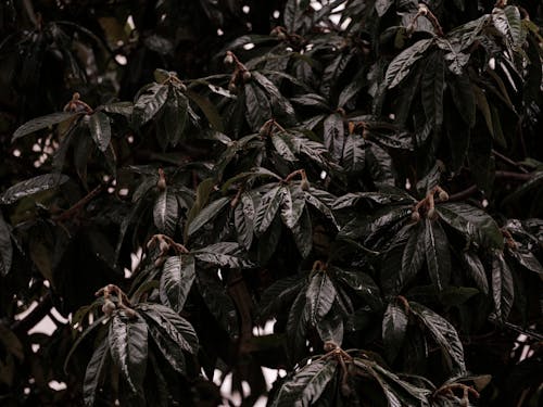 Dark, Green Leaves on Tree