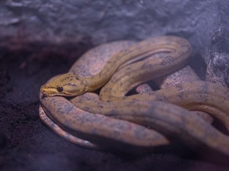 Close-up of a Boa Snake in a Terrarium 