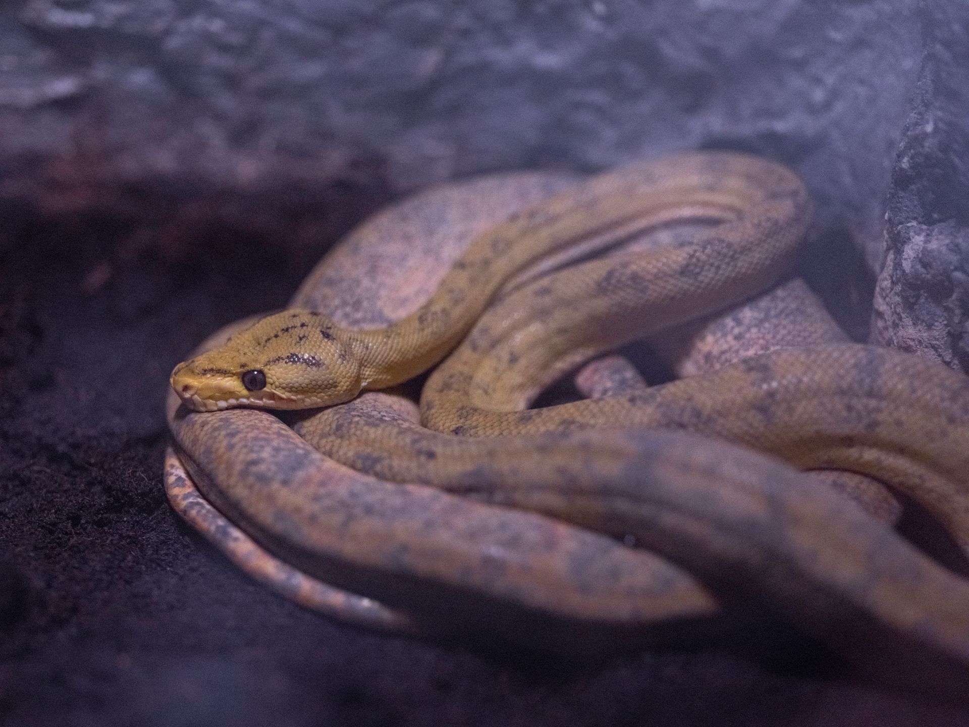 Close-up of a Boa Snake in a Terrarium