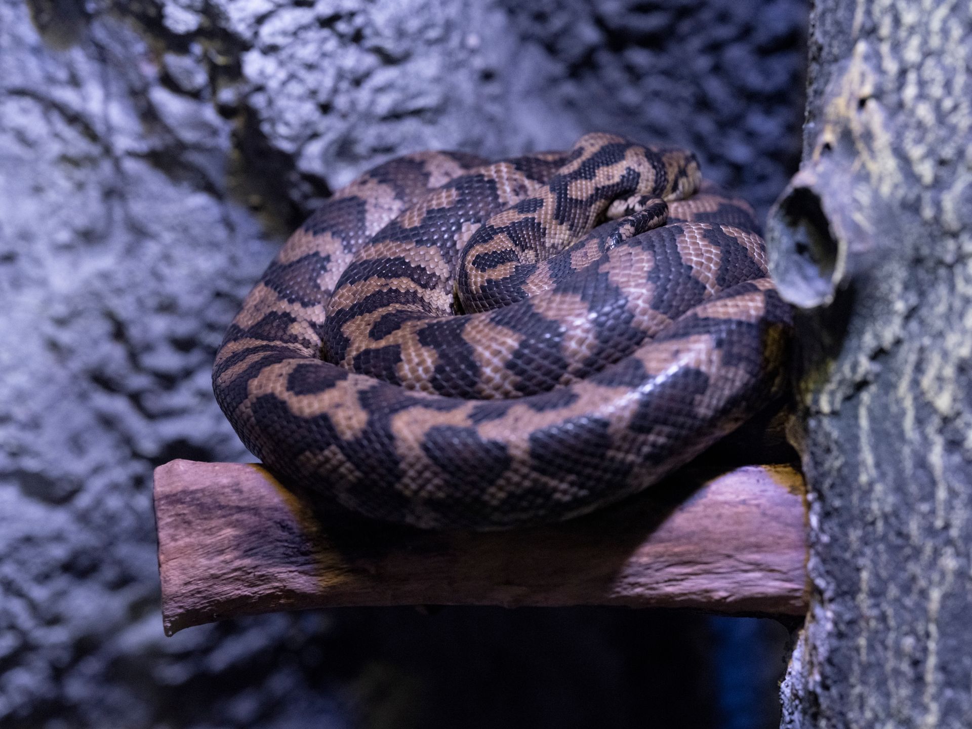 Close-up of a Snake Curled Up in a Terrarium