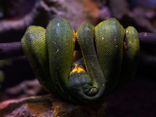 Безкоштовне стокове фото на тему «Вибірковий фокус, зелений пітон дерева, змія»