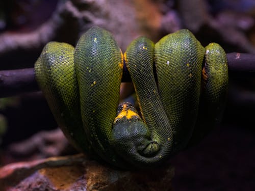 Gratis stockfoto met dierenfotografie, Gevaar, groene boompython