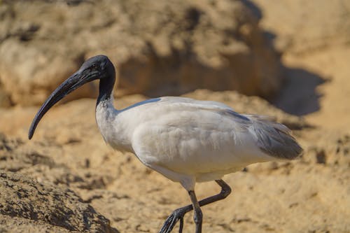 Безкоштовне стокове фото на тему «ibis, Вибірковий фокус, дзьоб»