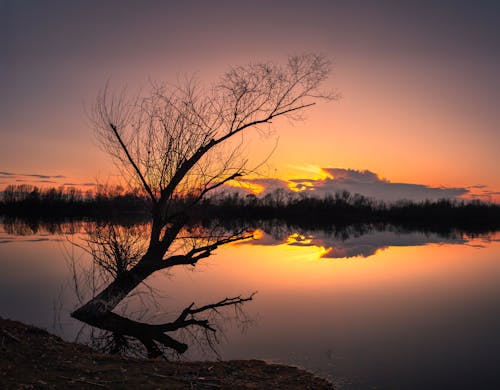 Безкоштовне стокове фото на тему «дерево, Захід сонця, оголений»
