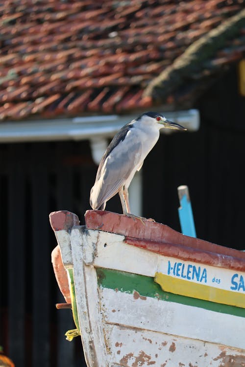 A bird is perched on a boat
