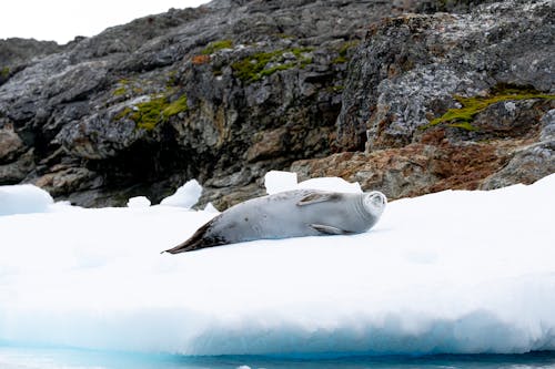A seal laying on an ice floe in the water