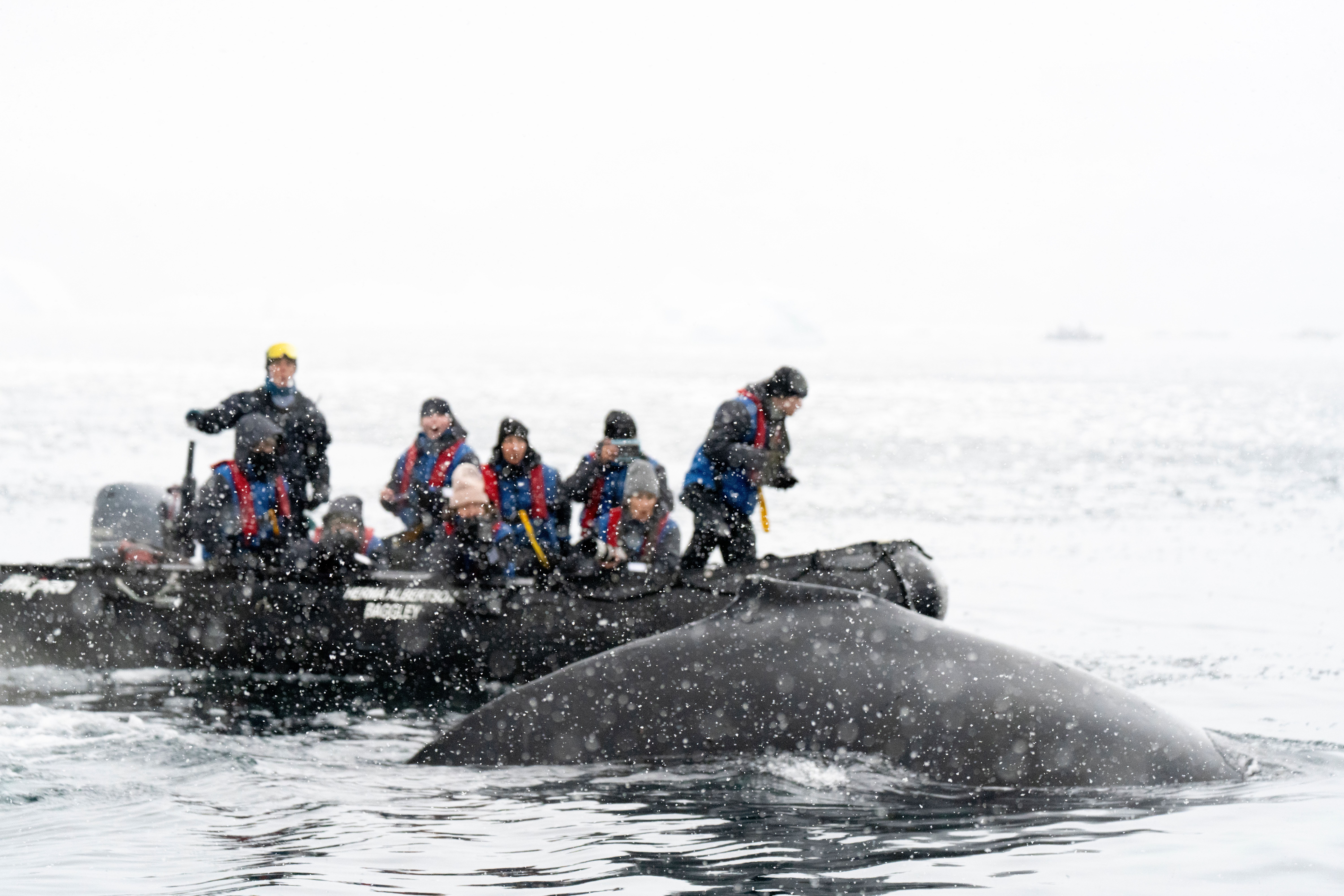 How to Book a Whale Watching Tour on Vancouver Island