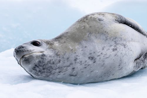 Free Seal Lying Down in Snow Stock Photo