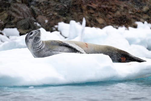 A seal laying on an ice floe in the water