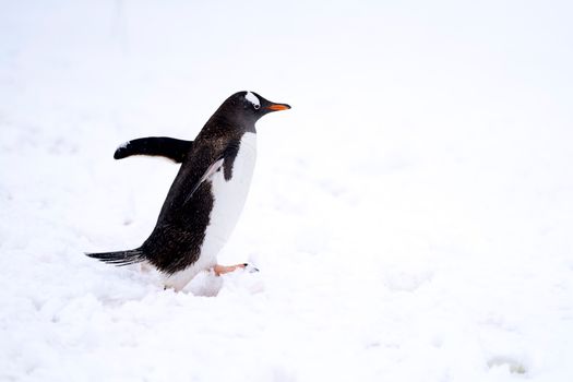 penguin photo