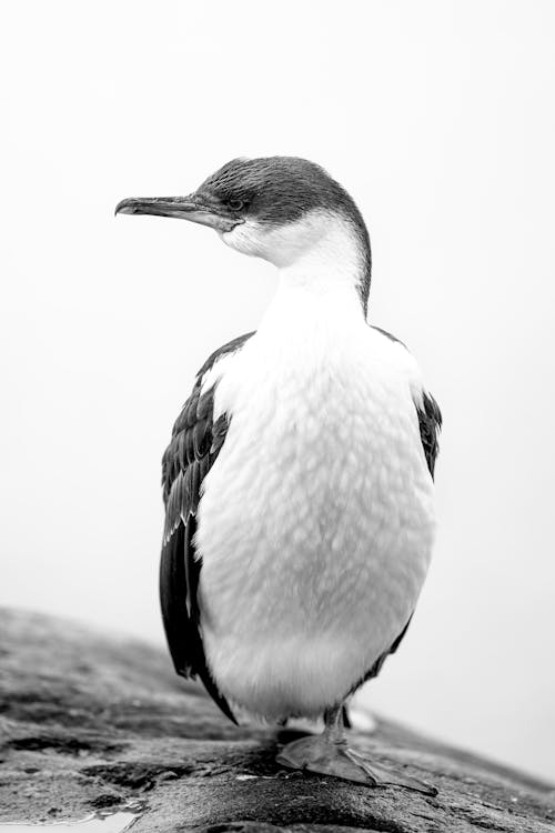 Black and white photo of a bird standing on a rock