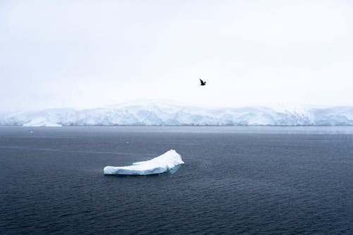 A bird flying over an iceberg in the ocean