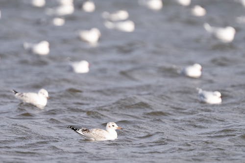 Seagulls Swimming in a Sea 