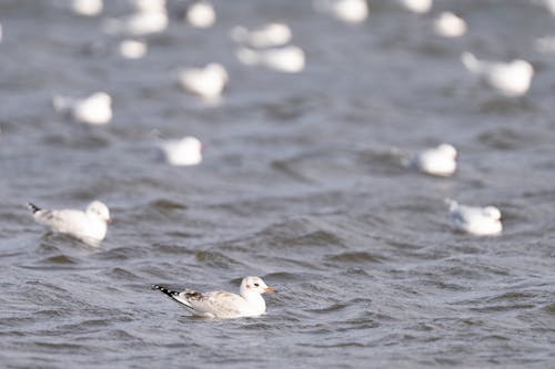 A flock of seagulls swimming in the water