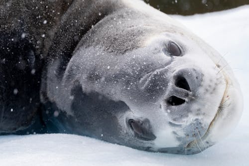 A seal laying on the snow with its eyes closed