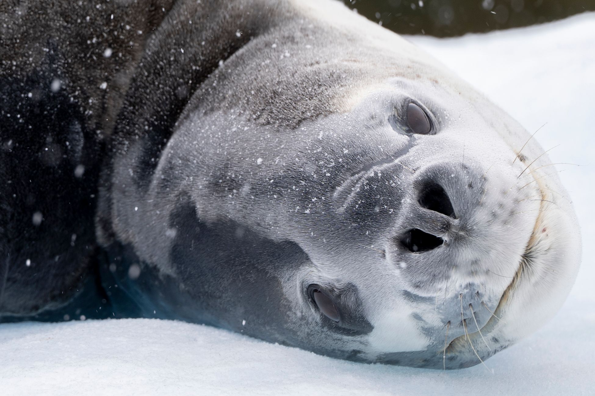Zeeolifant 'Neil the Seal' veroorzaakt opnieuw schade in Australische stad