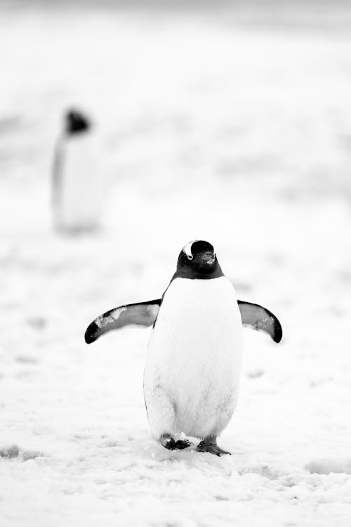 A black and white photo of a penguin walking on the snow