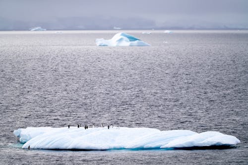A group of penguins on an iceberg in the ocean