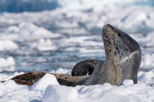A seal laying on the ice with its head in the water
