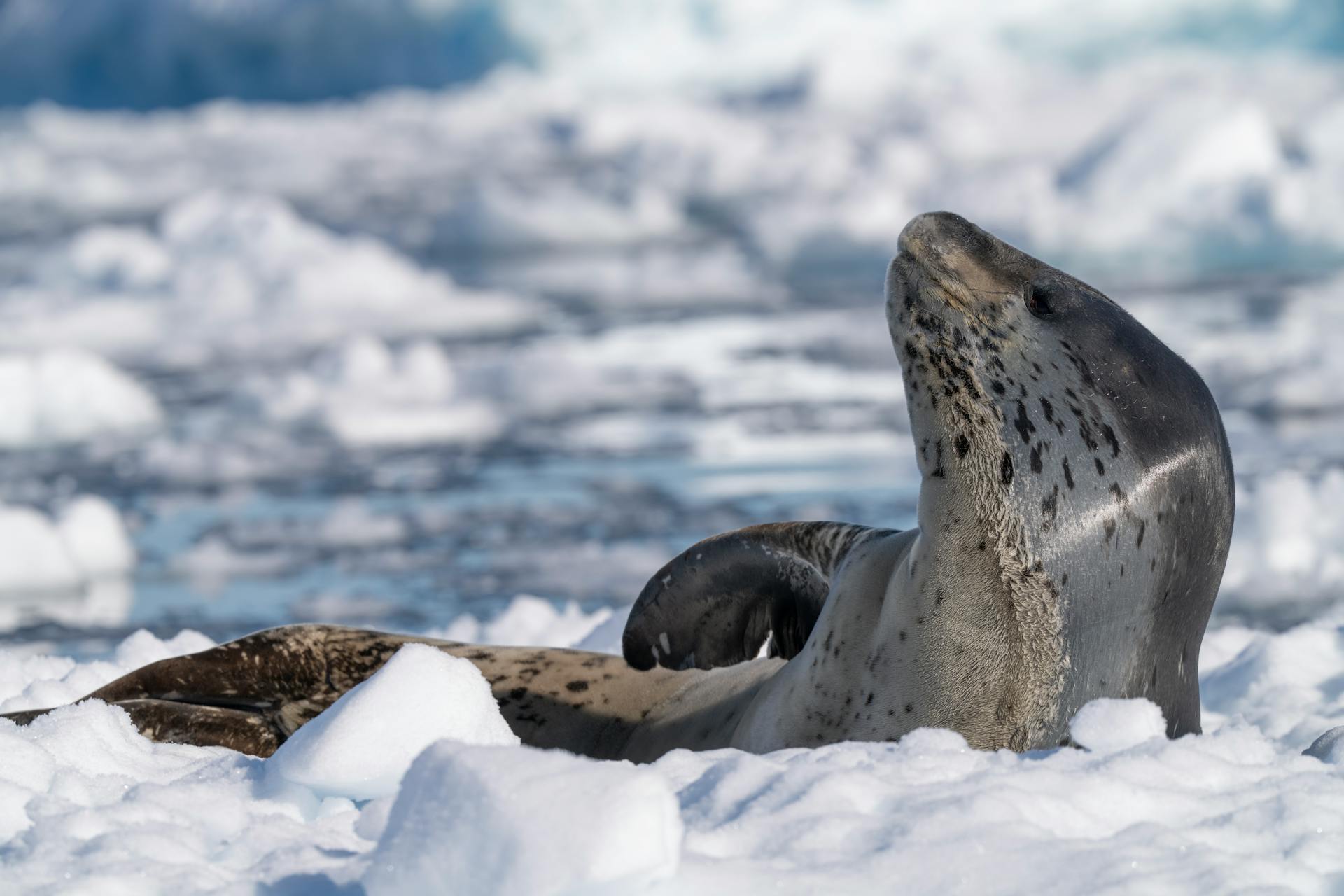 Seal in Arctic