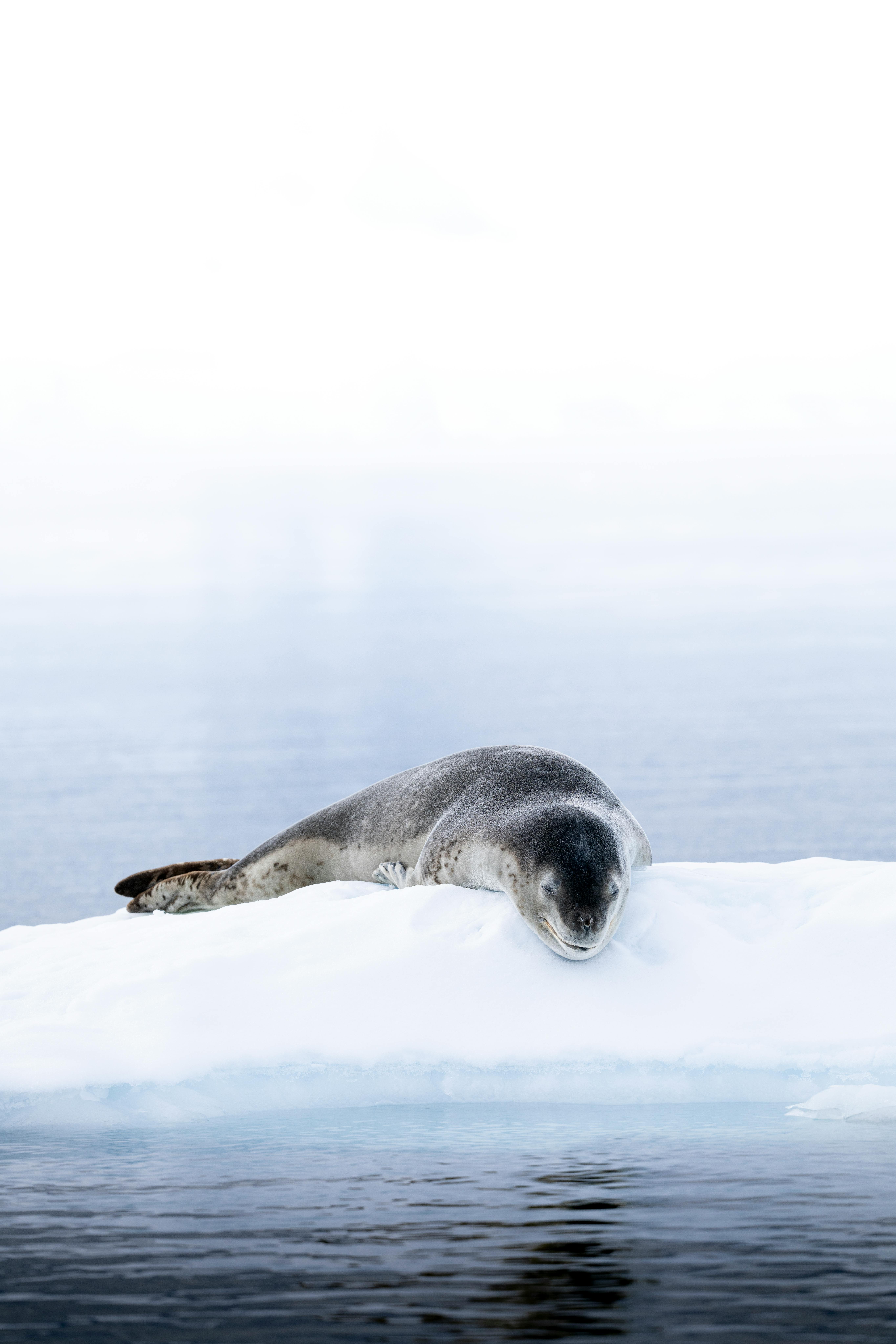 Leopard seal resting on an iceberg in Antarctic waters