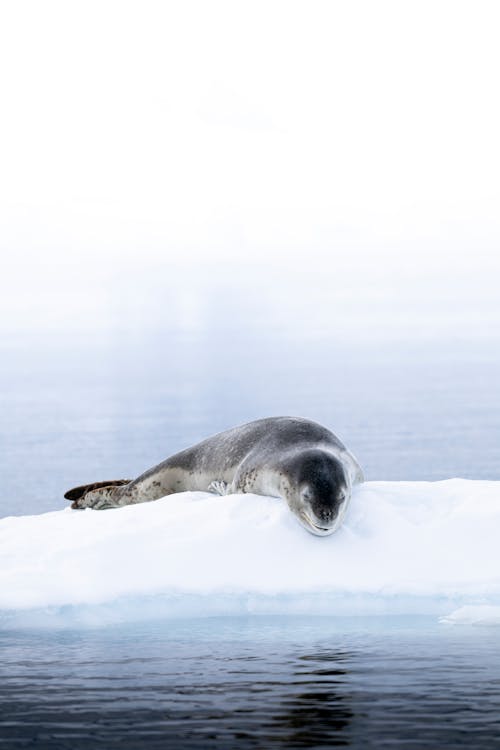 A seal laying on an ice floe in the ocean