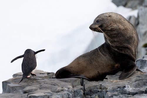 A seal and penguin are sitting on a rock
