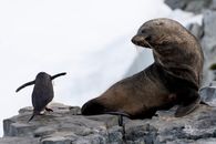 A seal and a penguin interacting on the rocky shores of Antarctica, showcasing unique wildlife.