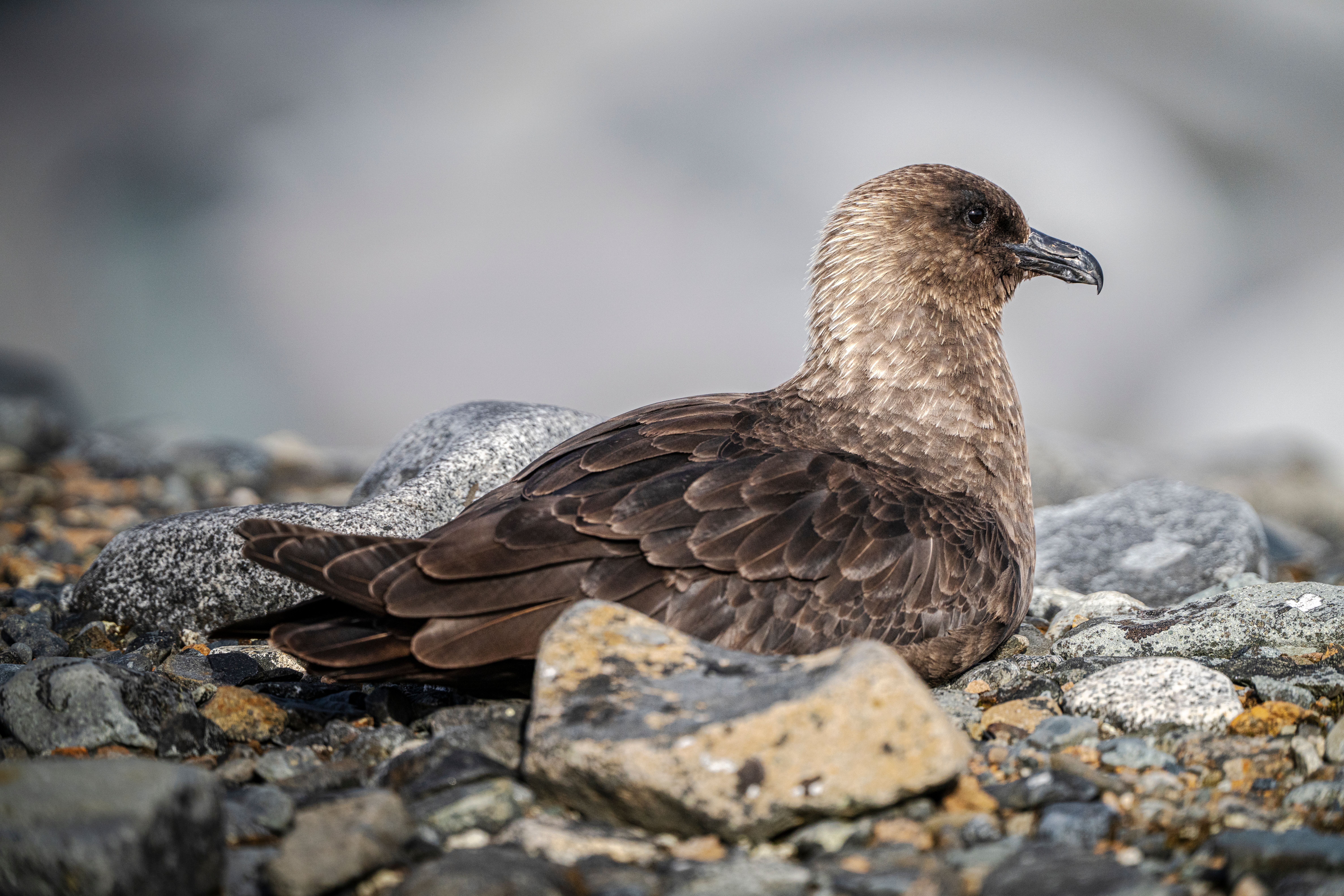 Arctic skua British bird profile