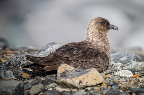 A bird sitting on some rocks near some gravel