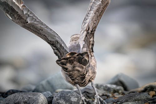 A bird is standing on some rocks with its wings spread