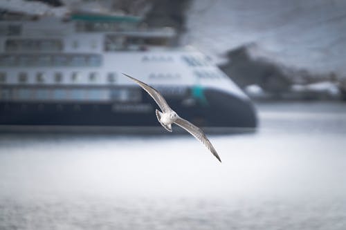 Seagull Flying in a Port 