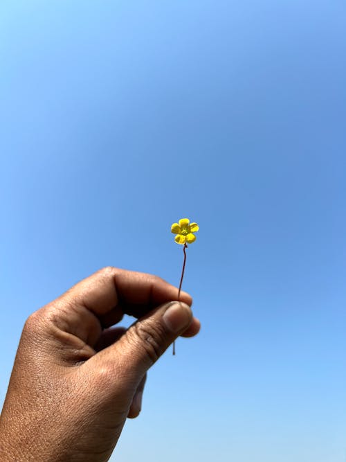 A person holding a single flower against a blue sky