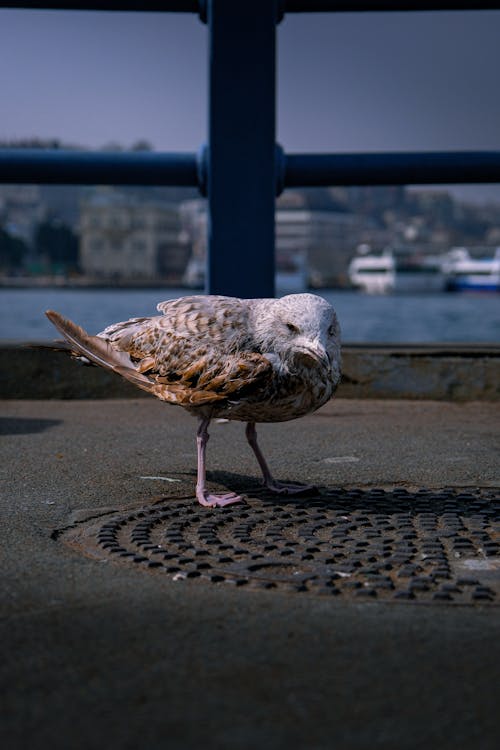 Close-up of a Seagull Standing on a Bridge