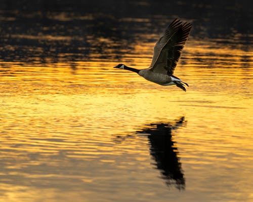 A bird flying over water at sunset