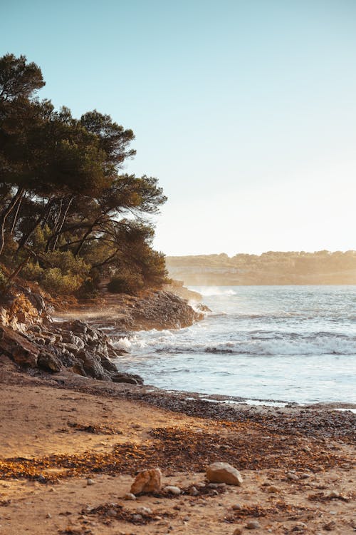 Immagine gratuita di acqua, alba, albero