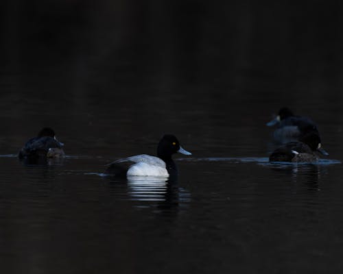 A group of ducks swimming in the water
