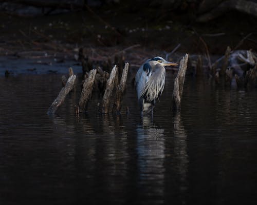 A bird standing in the water near some trees