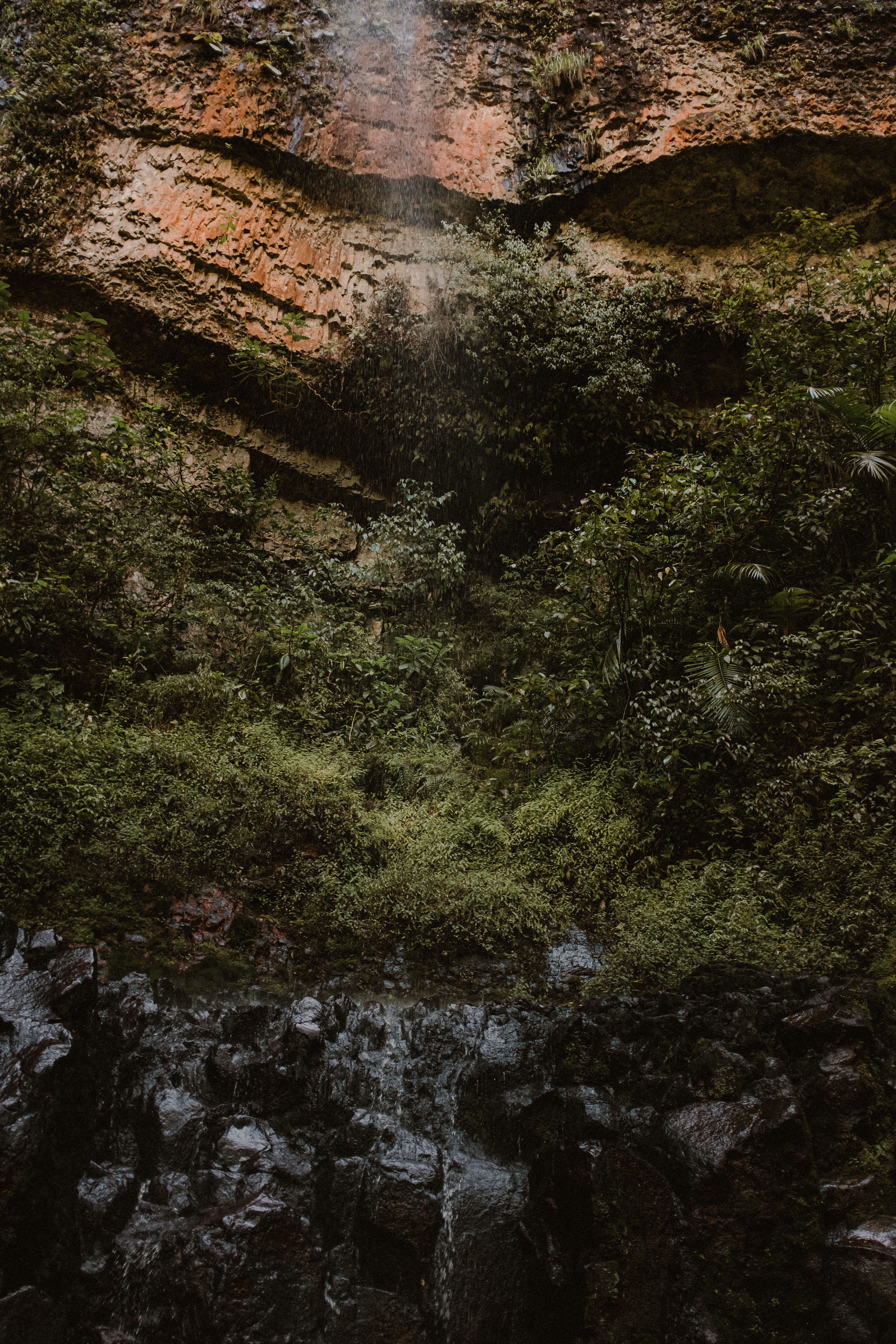 Moss on a rock, Sao Tome and Principe