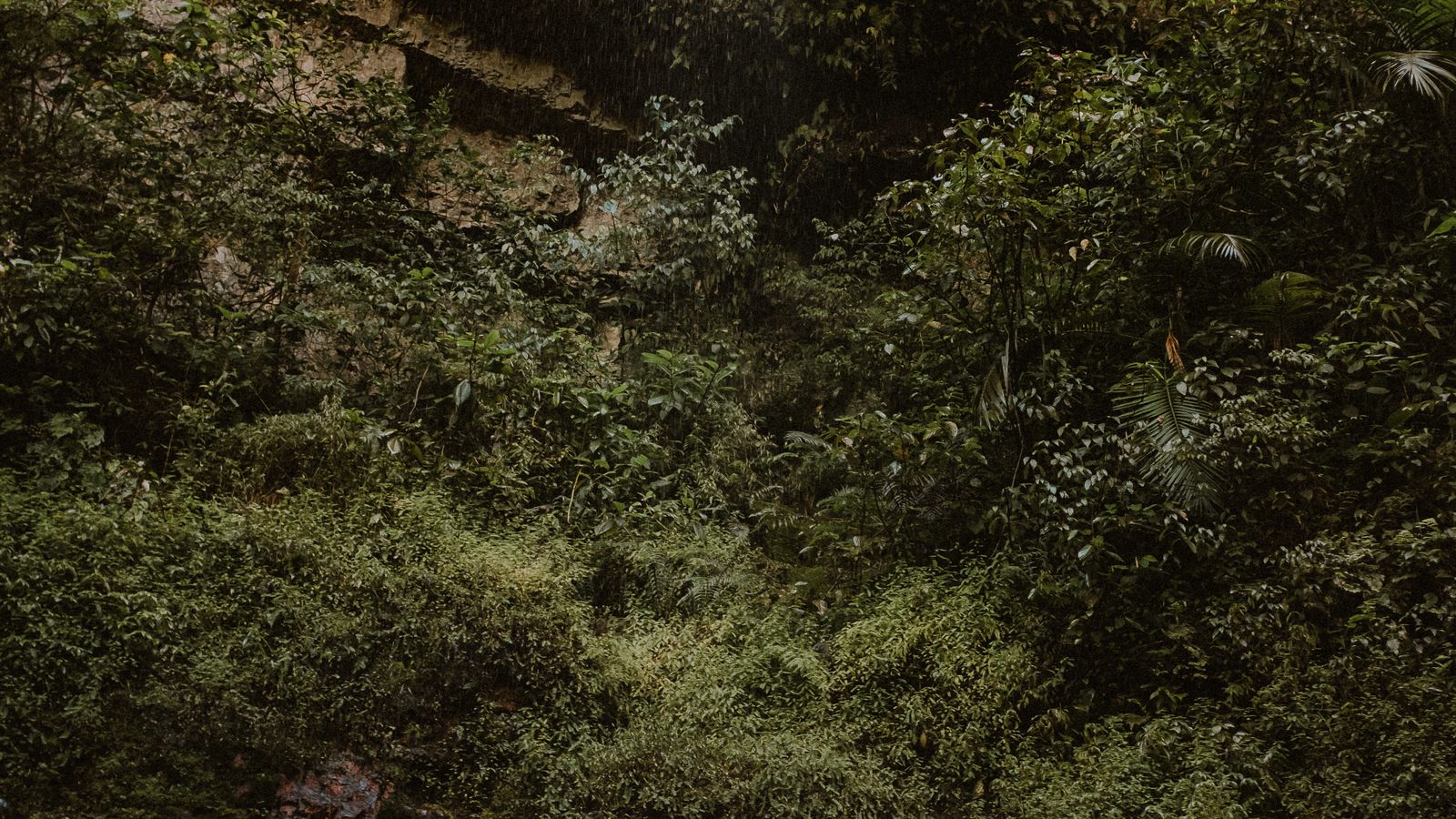 Moss on a rock, Sao Tome and Principe