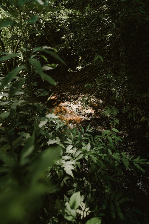 Free A serene forest scene with sunlight filtering through dense foliage in Itirapina, Brazil. Stock Photo
