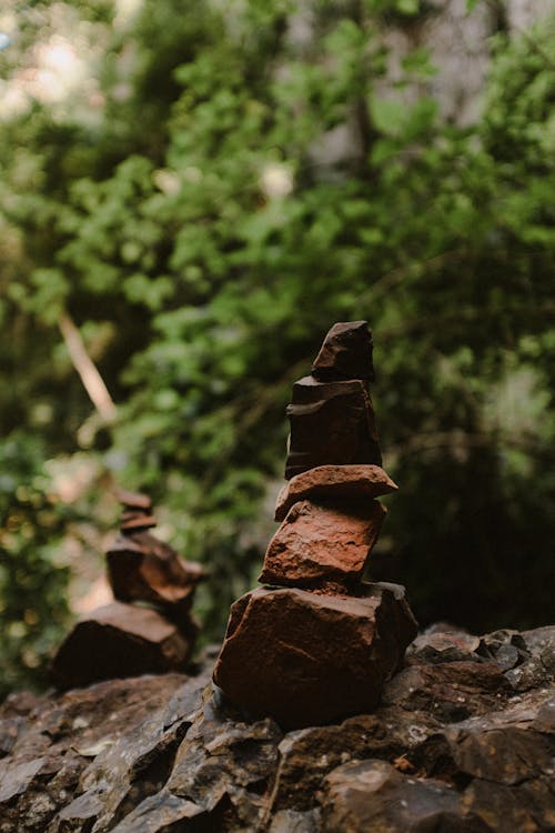 Fotos de stock gratuitas de balance, bosque, de cerca