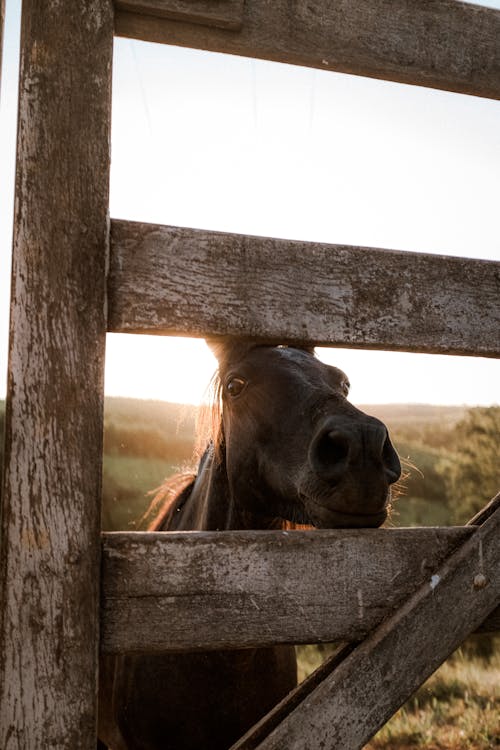 Základová fotografie zdarma na téma dřevěný, dřevo, farma