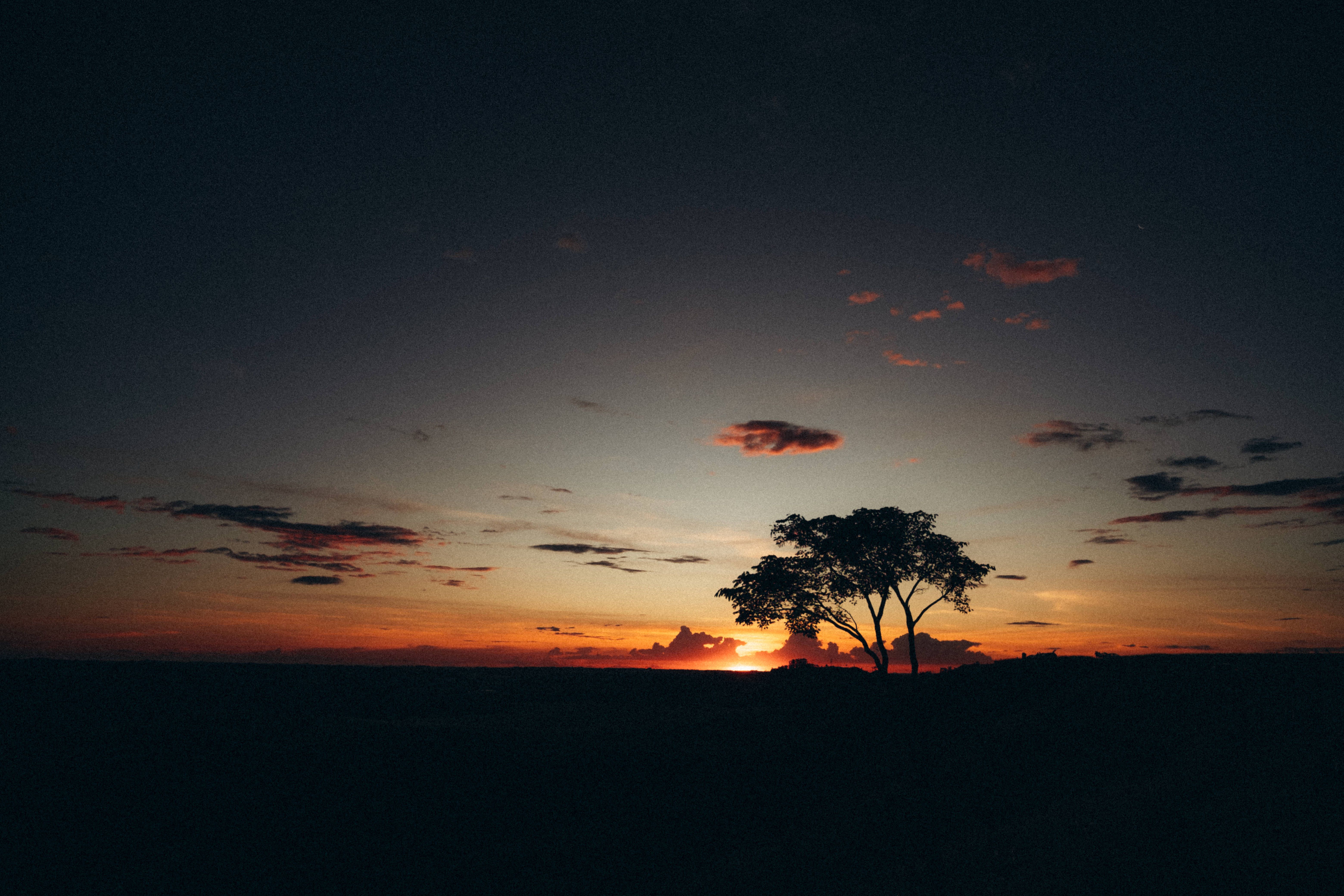 Silhouette of a Lonely Tree During Sunset · Free Stock Photo