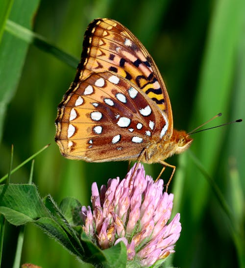 Fritillary Spangled Besar (Speyeria Cybele)