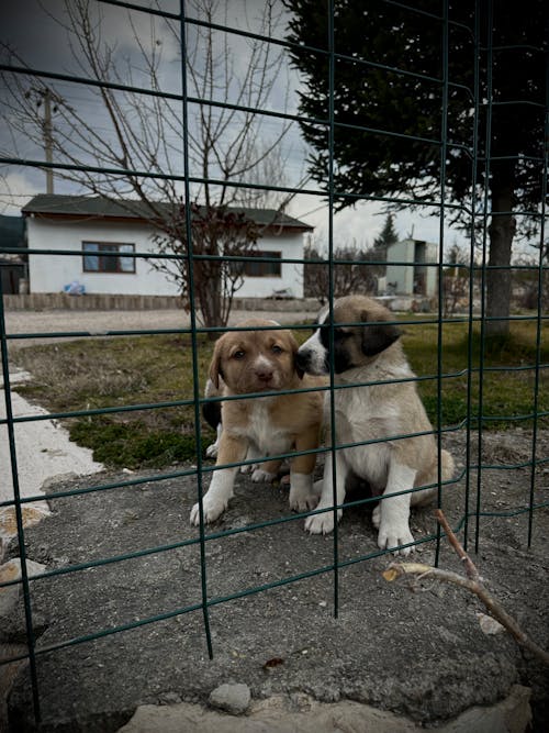 Free Puppies Sitting behind Fence  Stock Photo