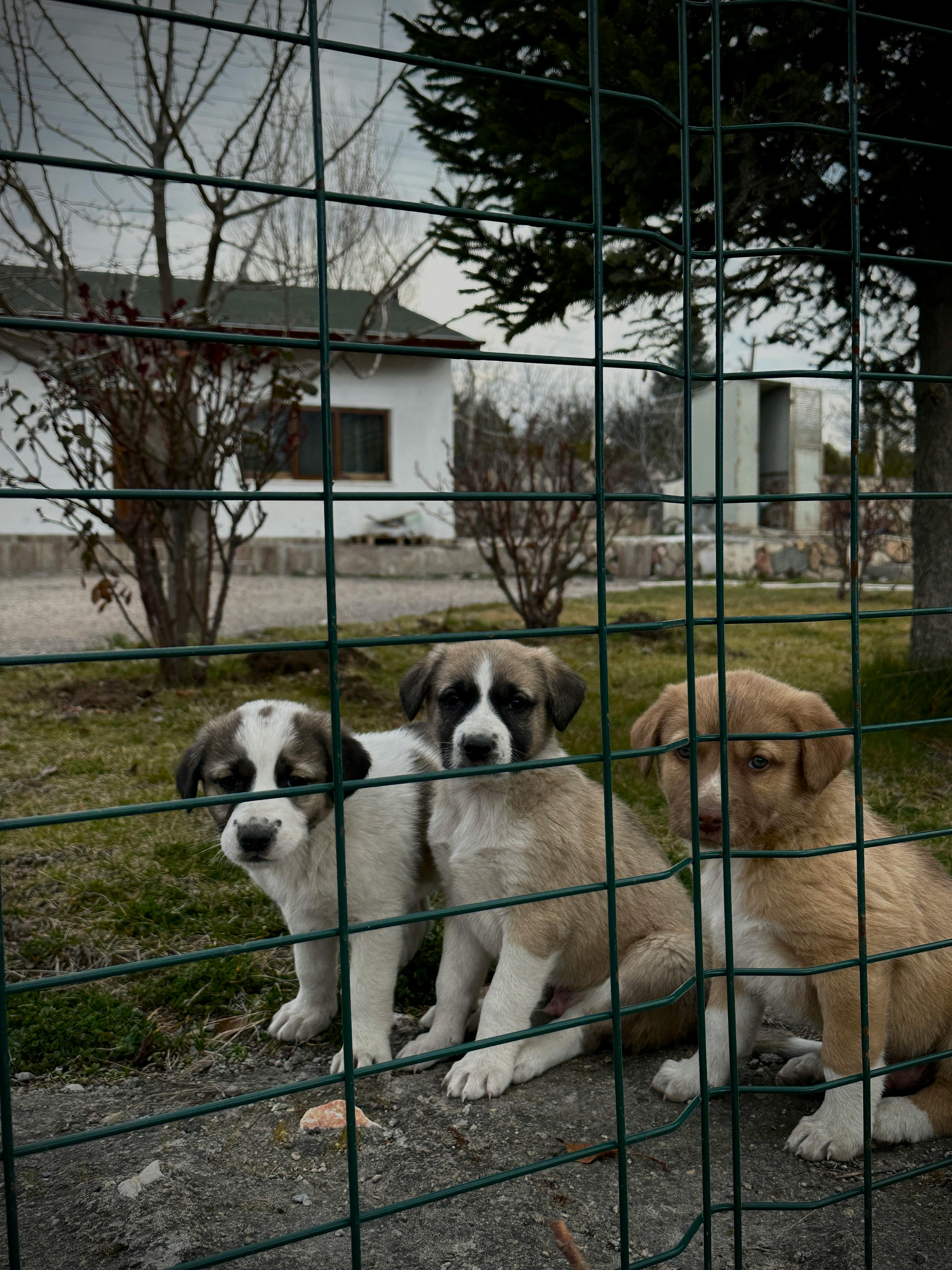 Where To Find Puppies In Port Macquarie: Responsible Buying Guide for Australian Families