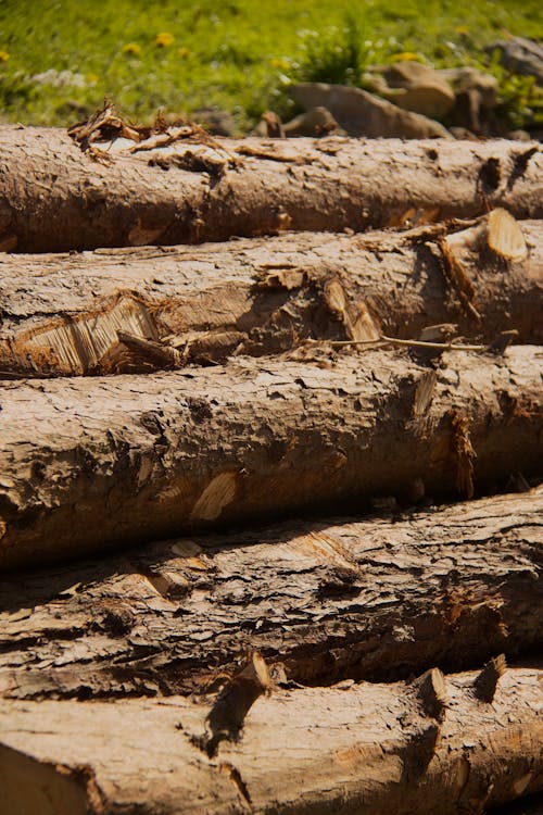 Logs stacked in a pile in the woods